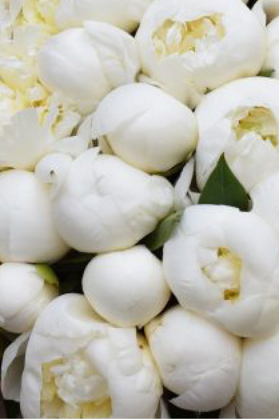 Пион «Дюшес де Немур»