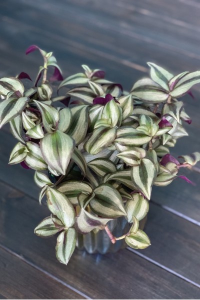 Традесканция (Tradescantia) 55-17