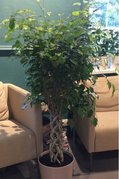 Фикус Экзотика цилиндр(Ficus Exotica Cylinder)
