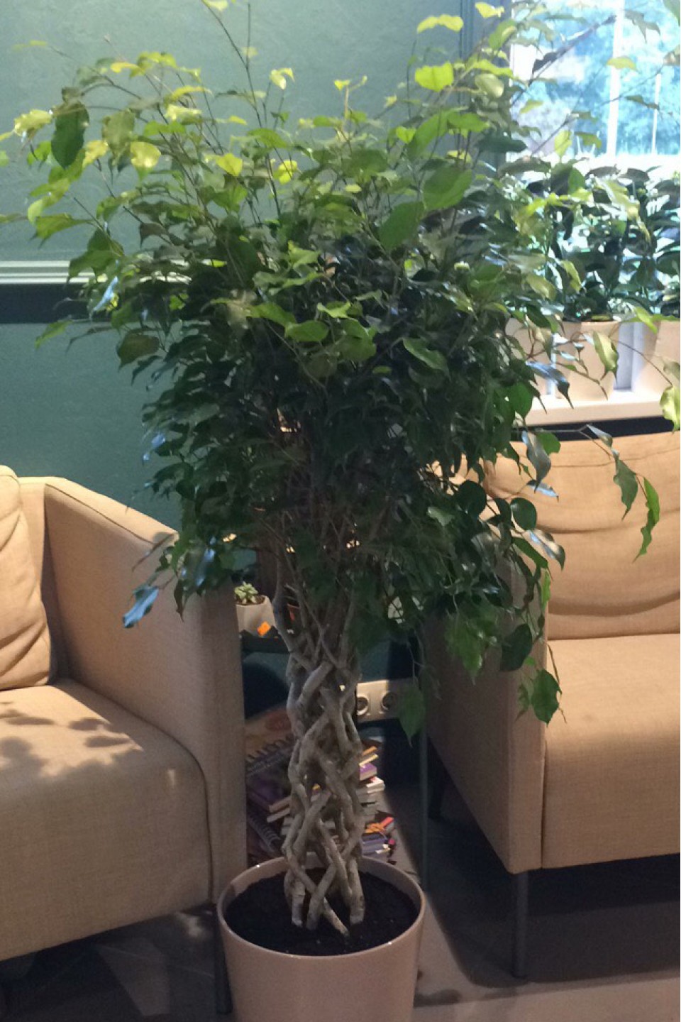 Фикус Экзотика цилиндр(Ficus Exotica Cylinder)