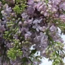 Сирень лавандовая - подарочное оформление - миниатюра