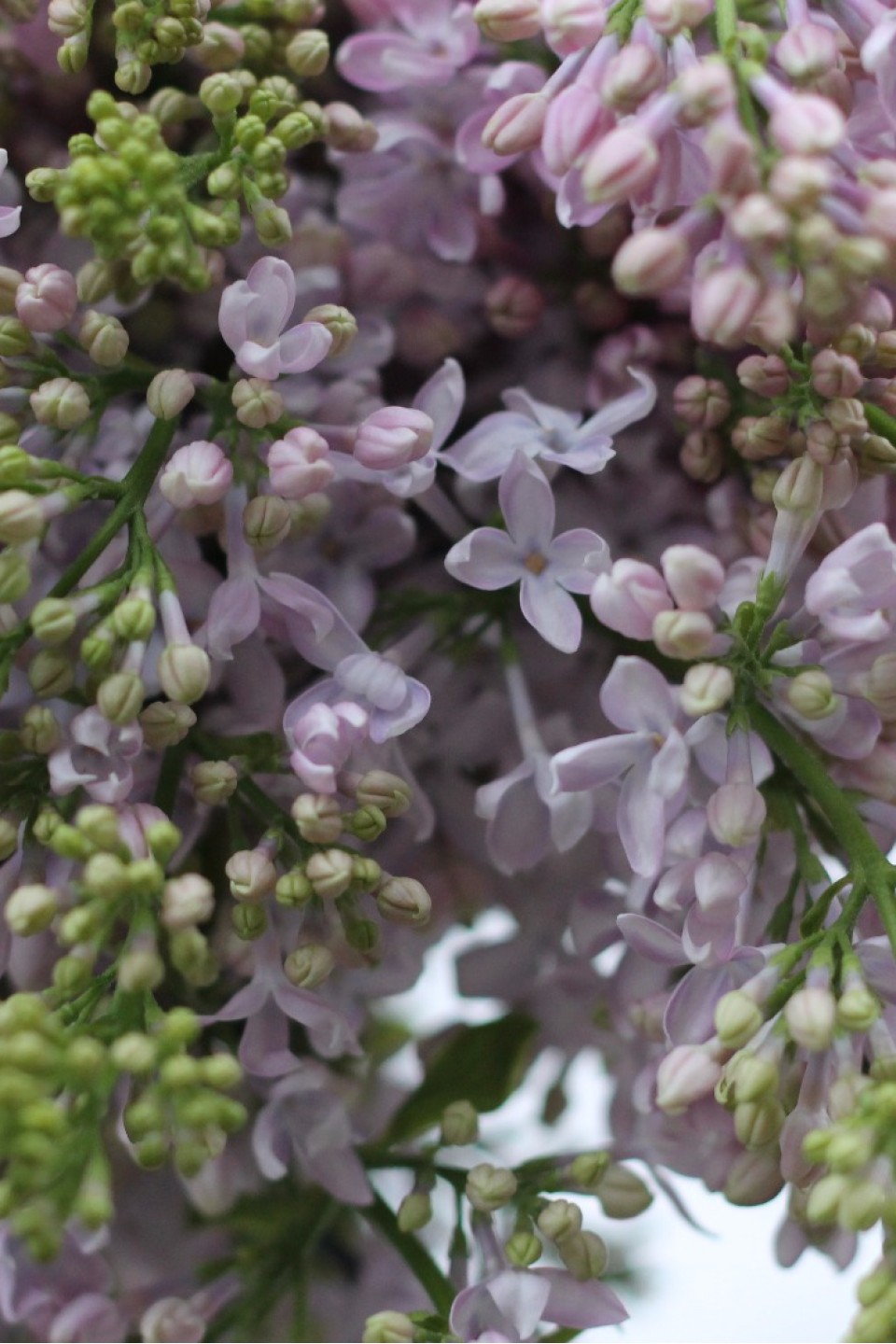 Сирень лавандовая - подарочное оформление