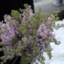 Сирень лавандовая - миниатюра