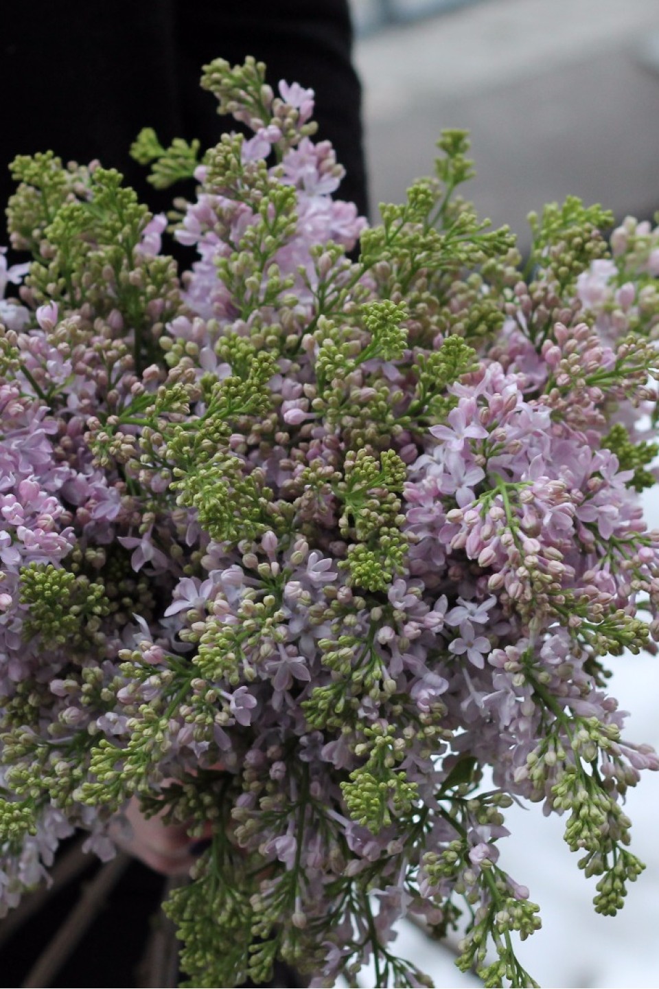 Сирень лавандовая