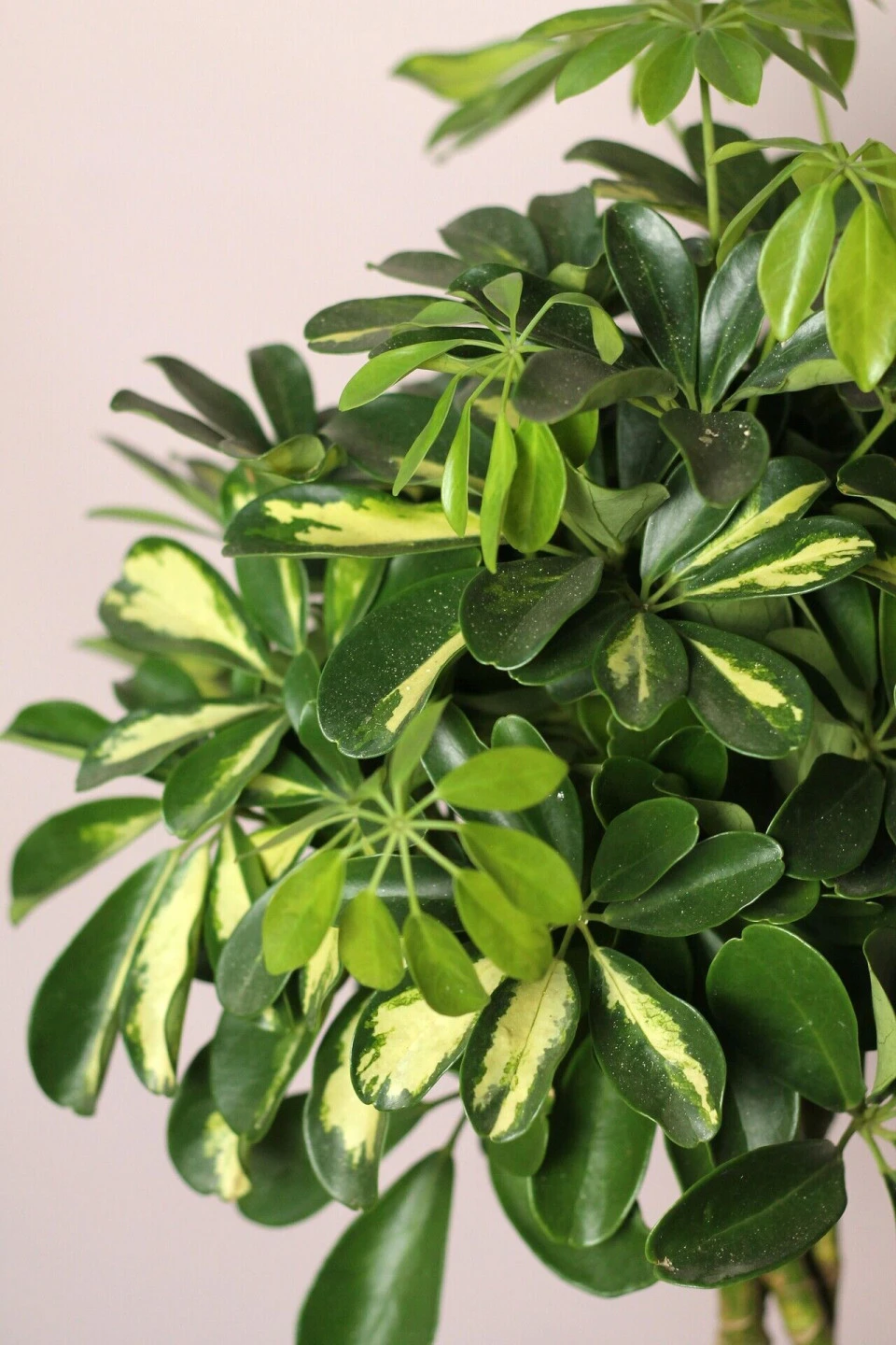 Шефлера (Schefflera Compacta) на плетеном стволе - с доставкой по Минску