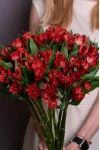 Бордовая альстромерия