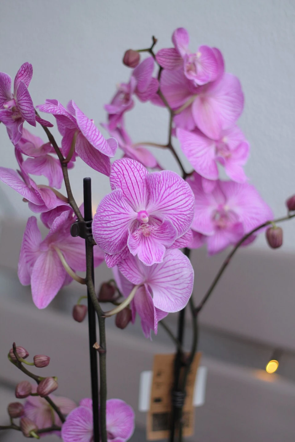 Орхидея Фаленопсис (Phalaenopsis) 2 цветоноса - с добавлением зелени