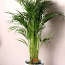 Дипсис желтоватый (Dypsis Lutescens Areca) - миниатюра