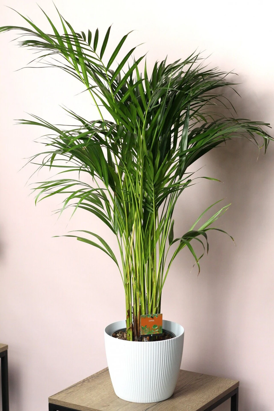 Дипсис желтоватый (Dypsis Lutescens Areca)