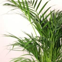 Дипсис желтоватый (Dypsis Lutescens Areca) - с доставкой по Минску - миниатюра