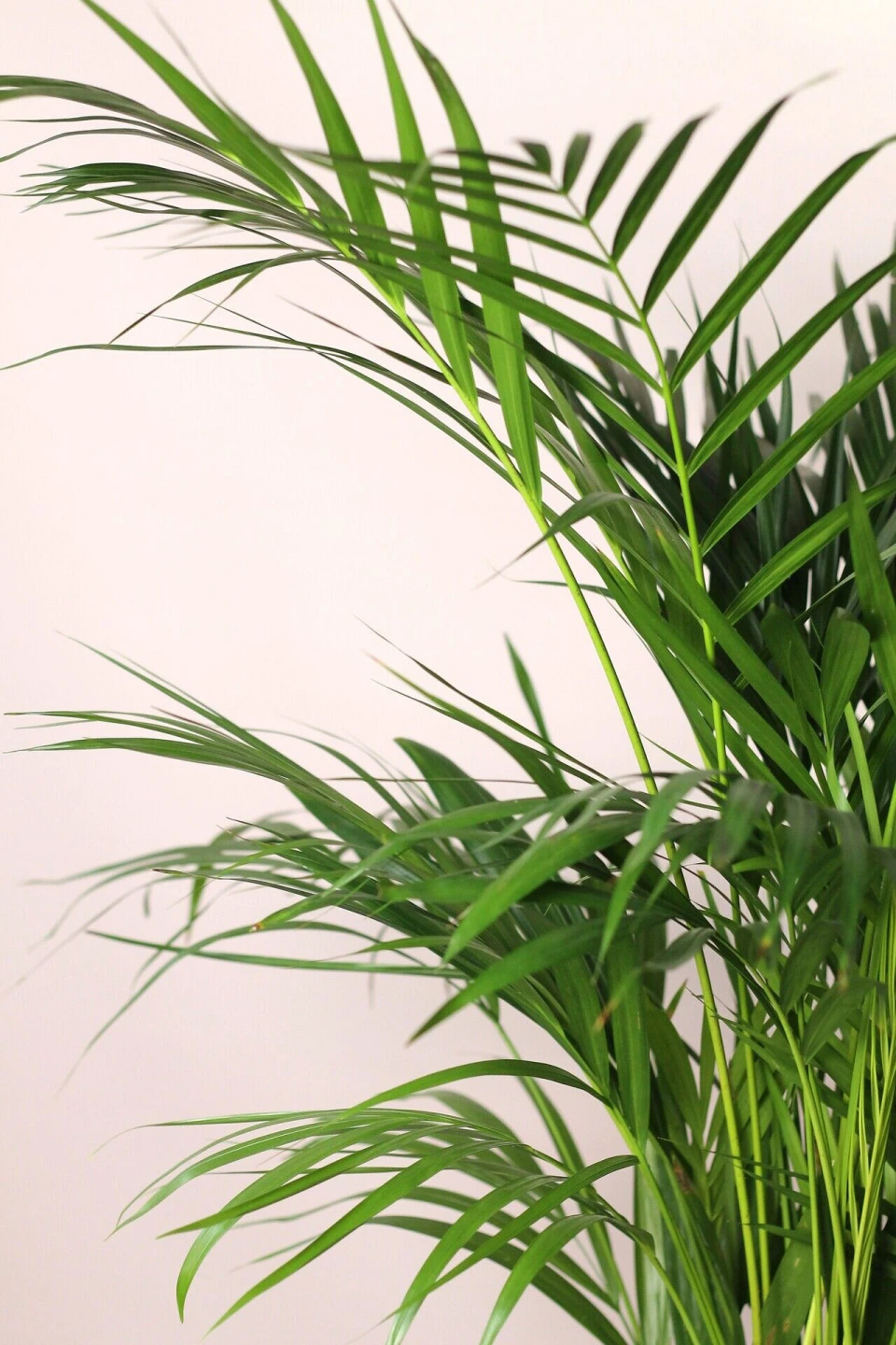 Дипсис желтоватый (Dypsis Lutescens Areca) - быстрая доставка в Минске