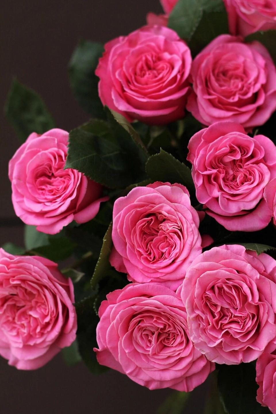 Роза пионовидная Пинк Пэшн(Pink Passion) - подарочное оформление