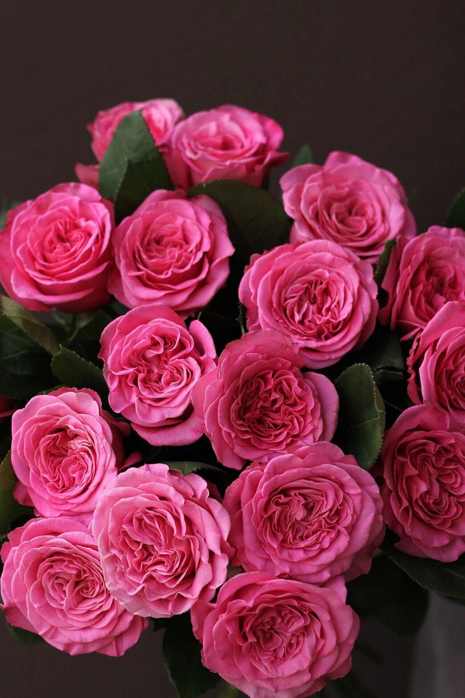 Роза пионовидная Пинк Пэшн(Pink Passion) 7