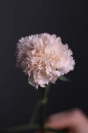 Гвоздика кремовая