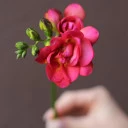Фрезия микс - подарочное оформление - миниатюра