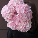 Гортензия нежно розовая Пинк Аннабель - быстрая доставка в Минске - миниатюра