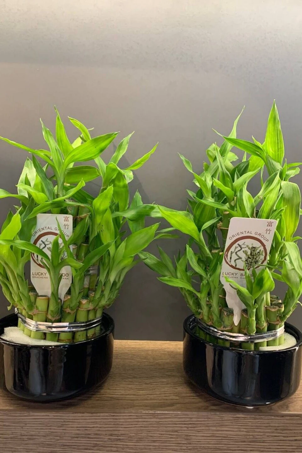 Драцена Бамбук (Dracaena sanderiana) 20 см - с доставкой по Минску