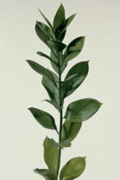 Ruscus