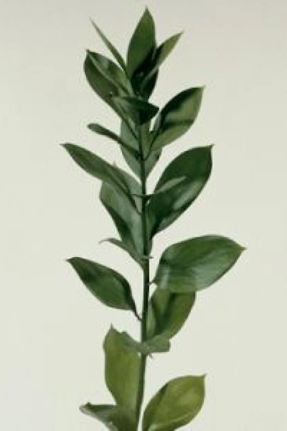 Ruscus