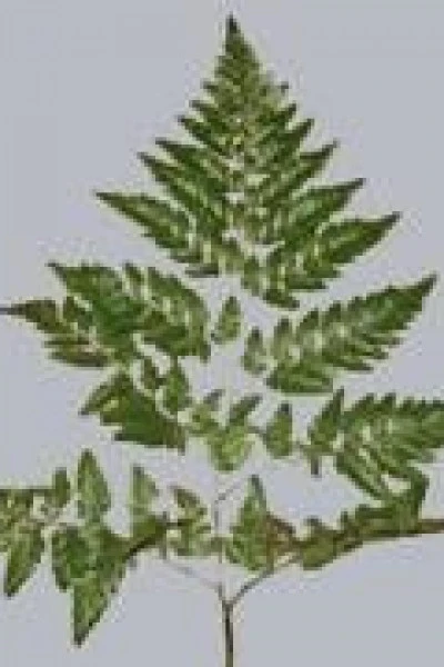 Ledervaren (Петрушка)