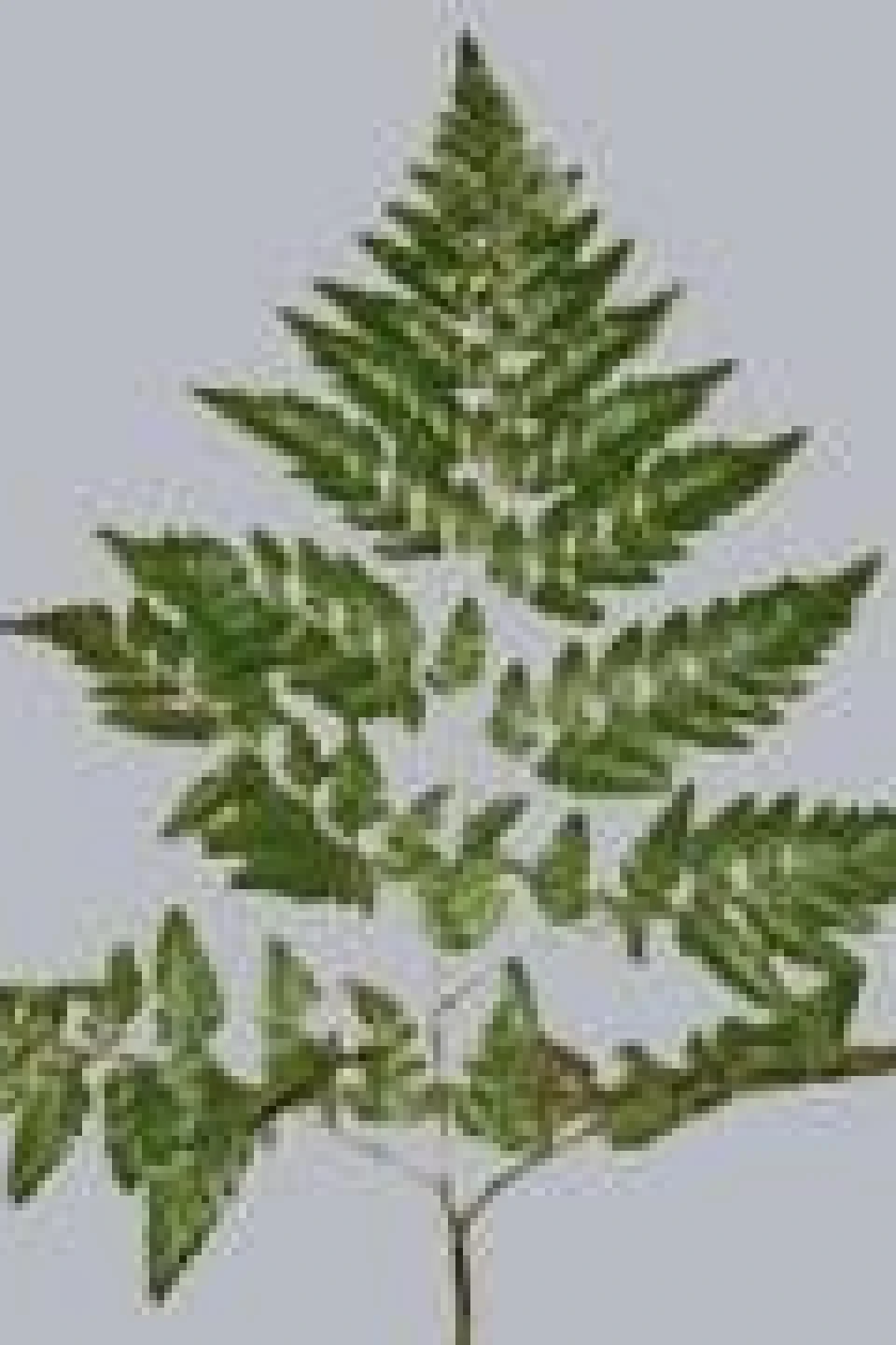 Ledervaren (Петрушка)