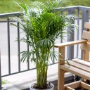 Дипсис желтоватый (Dypsis Lutescens Areca) - с добавлением зелени - миниатюра 