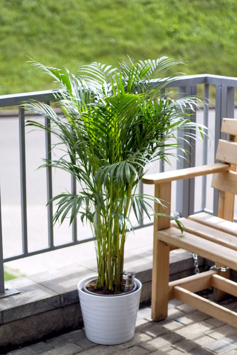Дипсис желтоватый (Dypsis Lutescens Areca) - с добавлением зелени