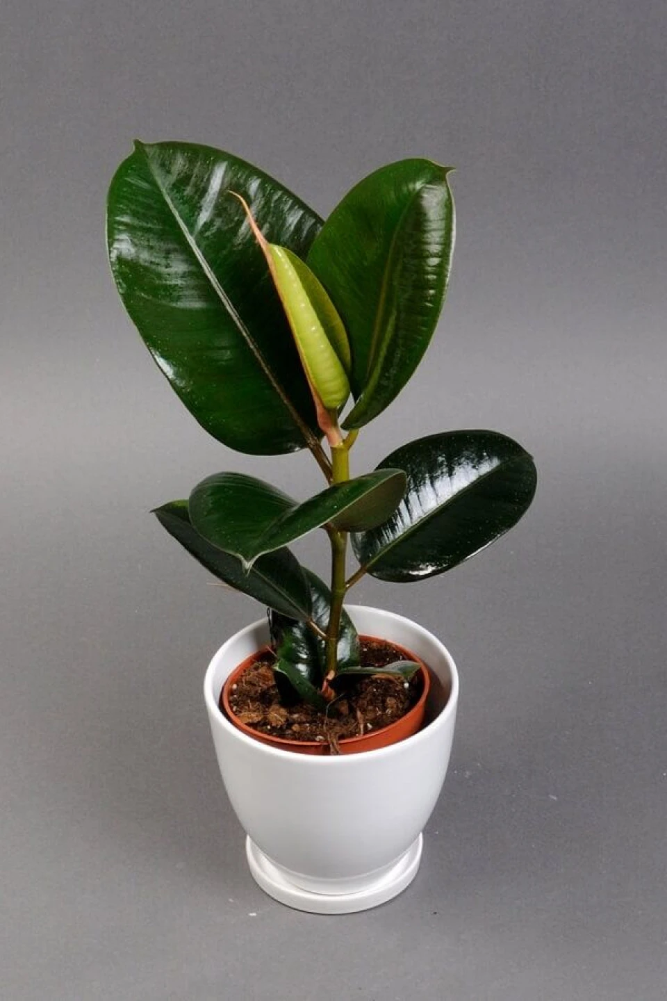 Фикус Робуста (Ficus Robusta) - с добавлением зелени