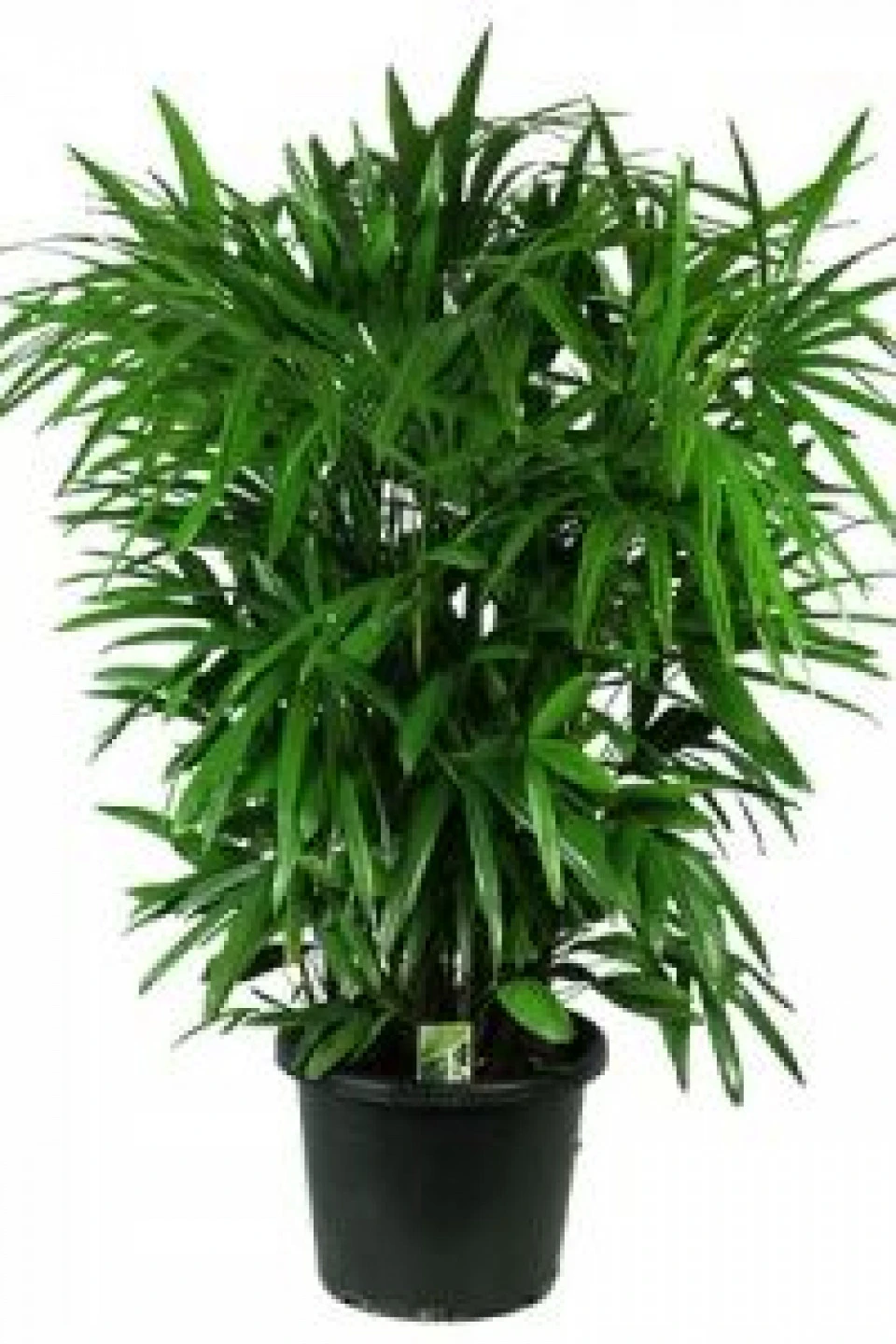 Рапис высокий (Rhapis Excelsa )