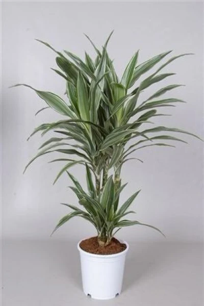 Драцена Варнески (Dracaena Warneckei)