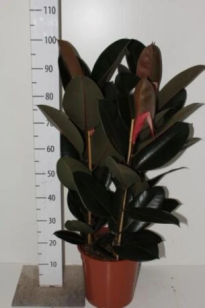 Фикус Абиджан (Ficus Abidjan)