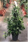 Фикус Бенджамина (Ficus benjamina)