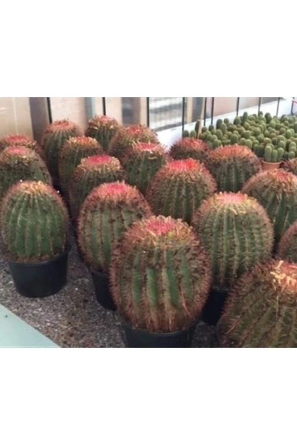 Cactus Ferocactus