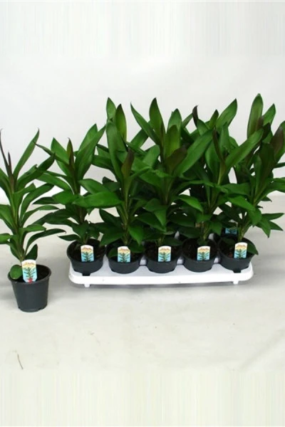 Cordyline (Кордилина)