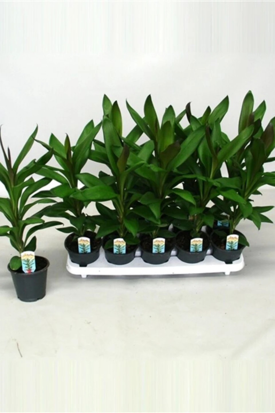 Cordyline (Кордилина)