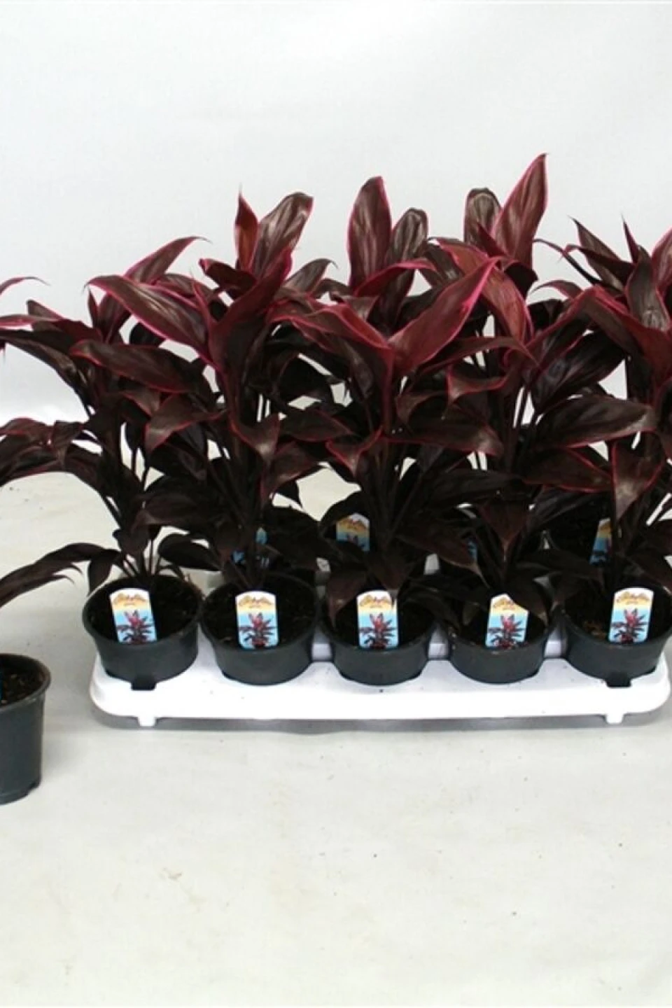 Cordyline (Кордилина) - с доставкой по Минску