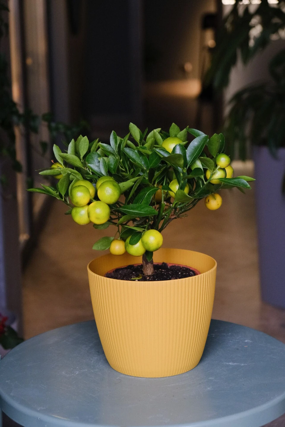 Каламондин (Citrus Calamondin) - с добавлением зелени