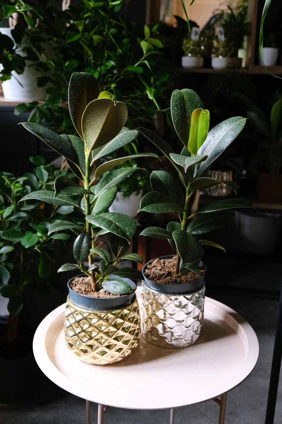 Фикус Эластика Мелани (Ficus elastica Melany) - с добавлением зелени