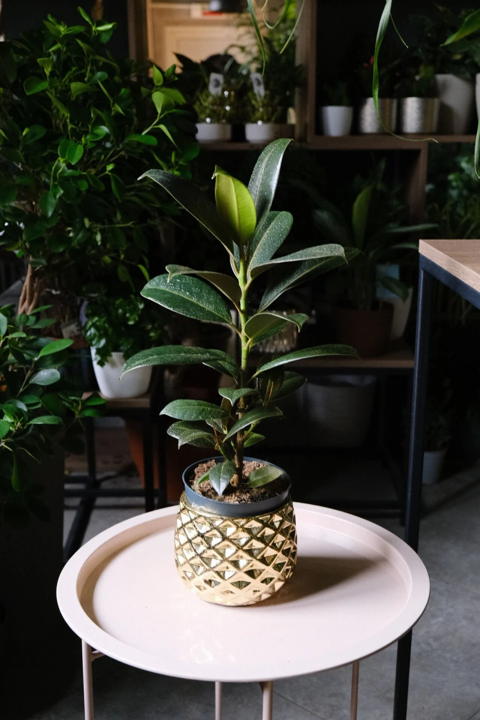 Фикус Эластика Мелани (Ficus elastica Melany) - подарочное оформление