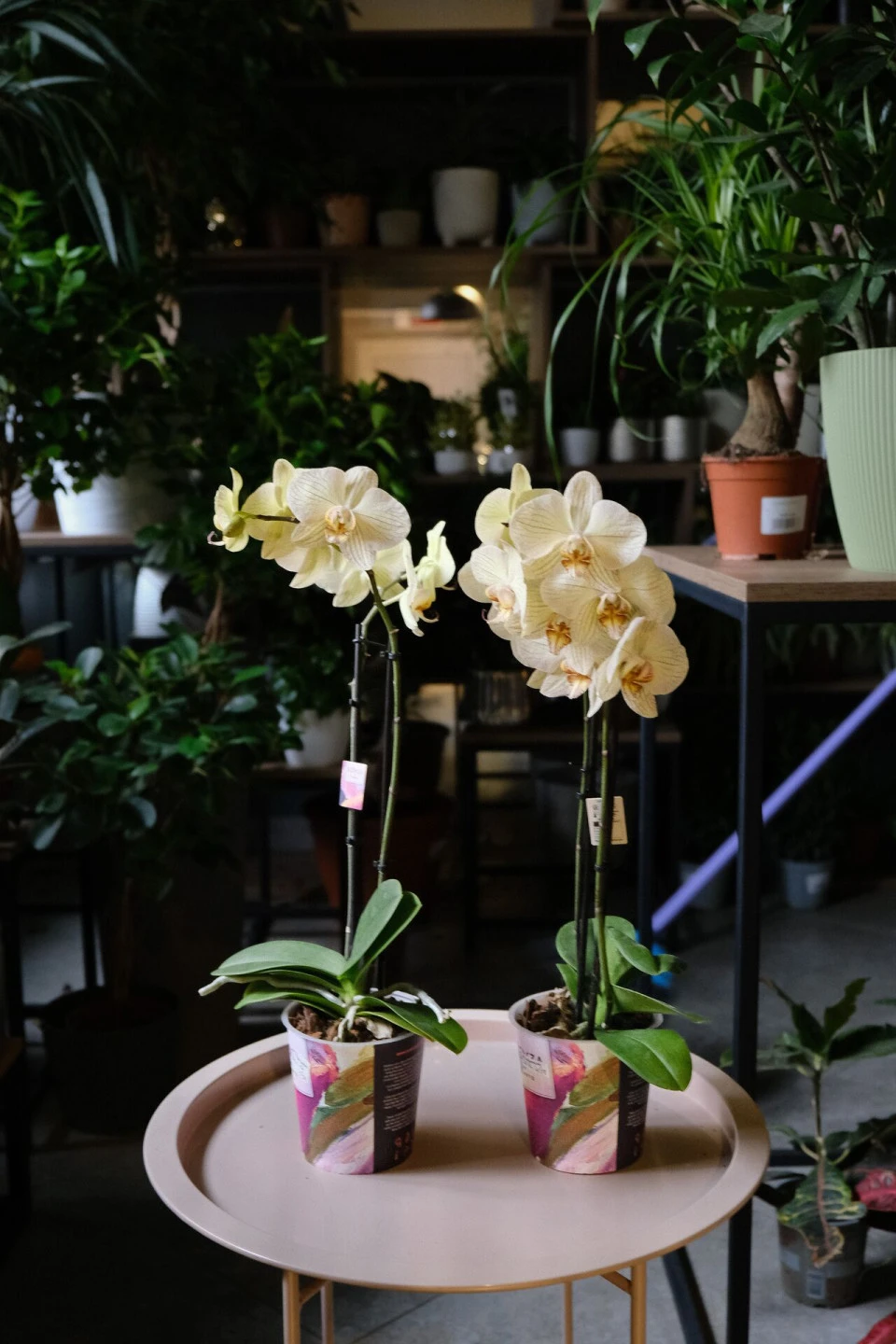 Орхидея Фаленопсис (Phalaenopsis) 2 цветоноса 70 см - с добавлением зелени