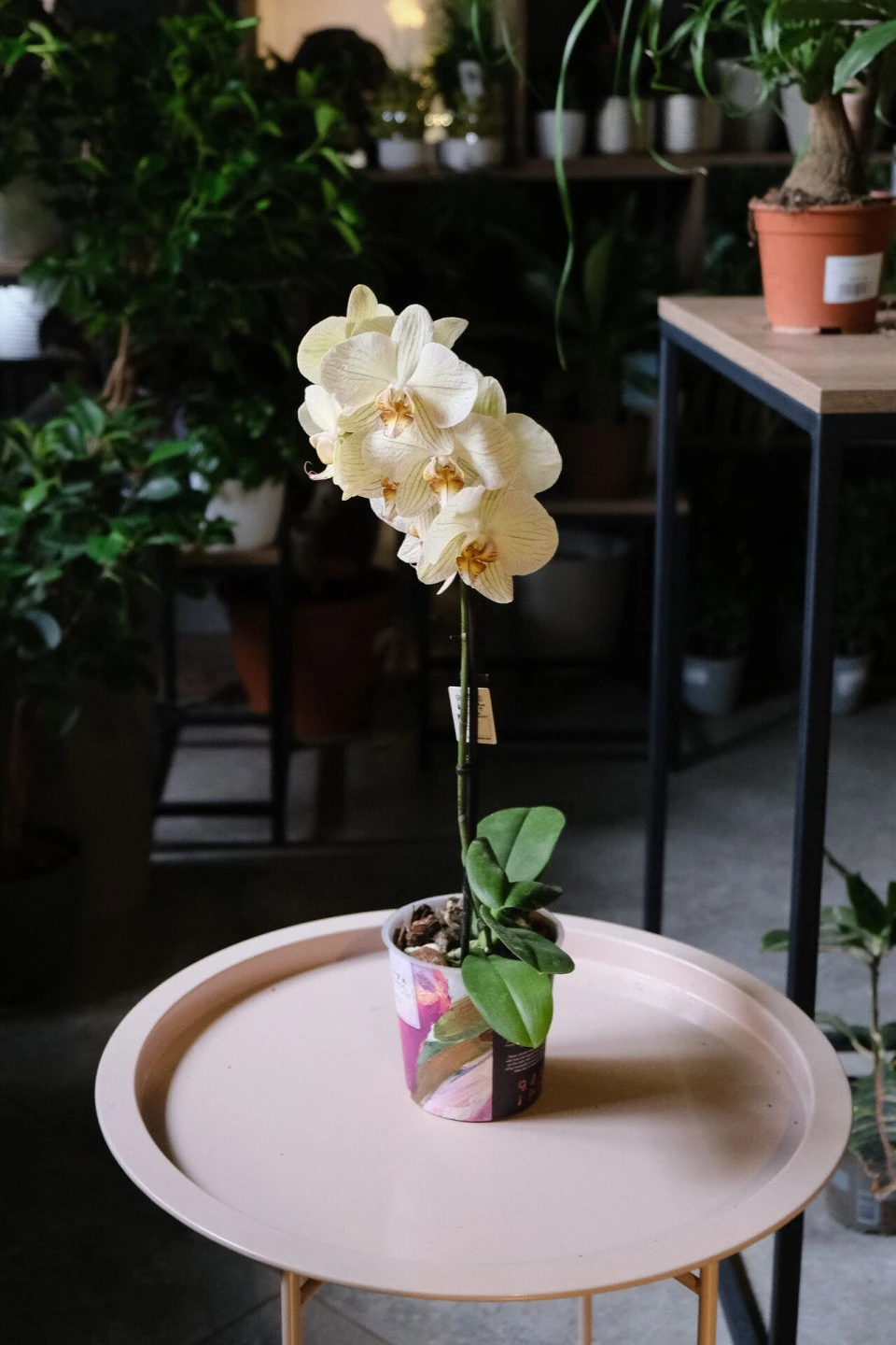 Орхидея Фаленопсис (Phalaenopsis) 2 цветоноса 70 см - подарочное оформление
