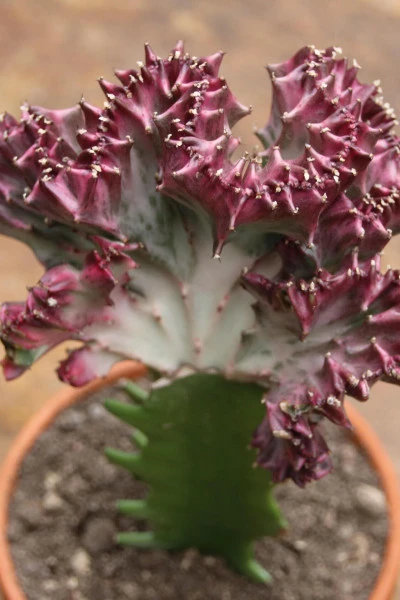Эуфорбия Лактея кристата (Euphorbia lactea Cristata) в керам.кашпо