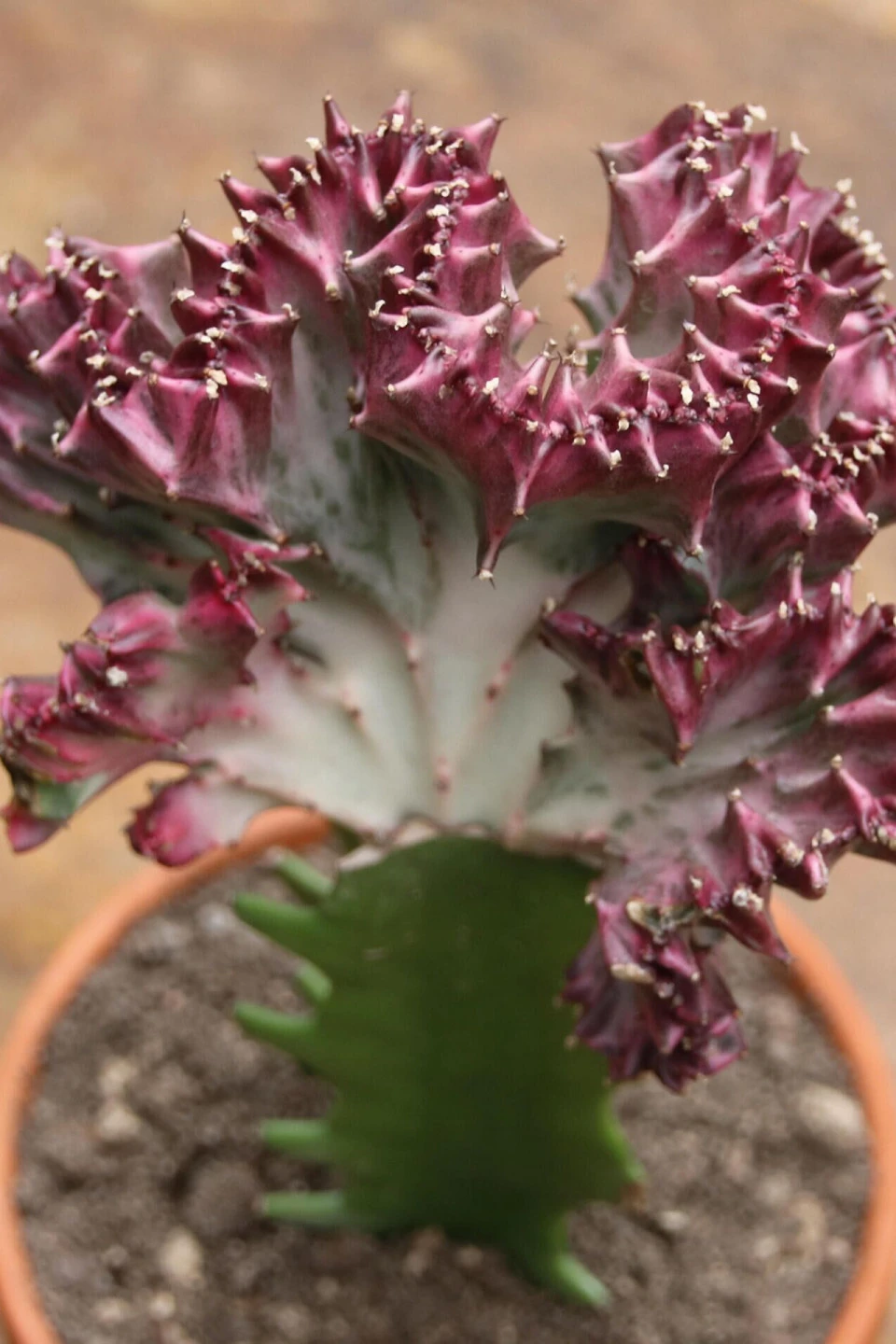 Эуфорбия Лактея кристата (Euphorbia lactea Cristata) в керам.кашпо