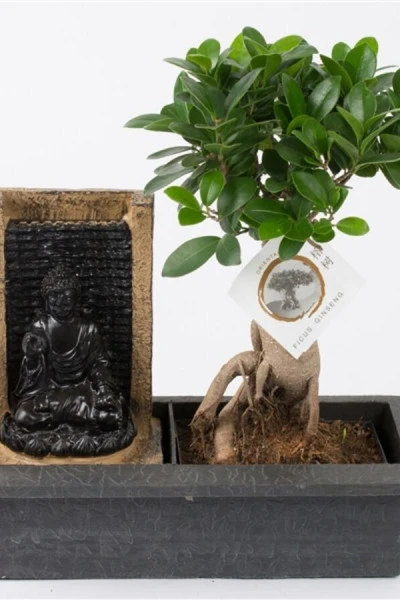 Фикус женьшень (Ficus ginseng in buddha waterfall)