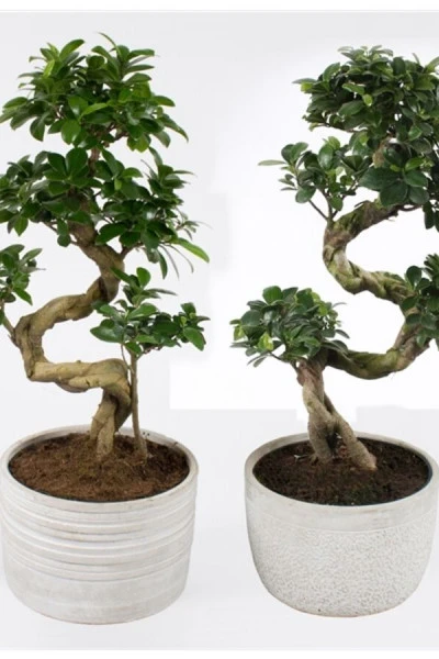 Фикус женьшень (Ficus Ginseng Ceramic)