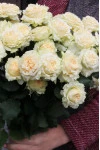 Кустовая роза Самер Роуз (Sammer Rose)