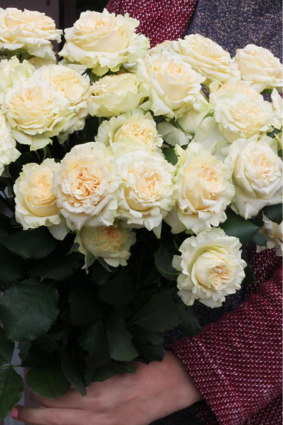 Кустовая роза Самер Роуз (Sammer Rose)