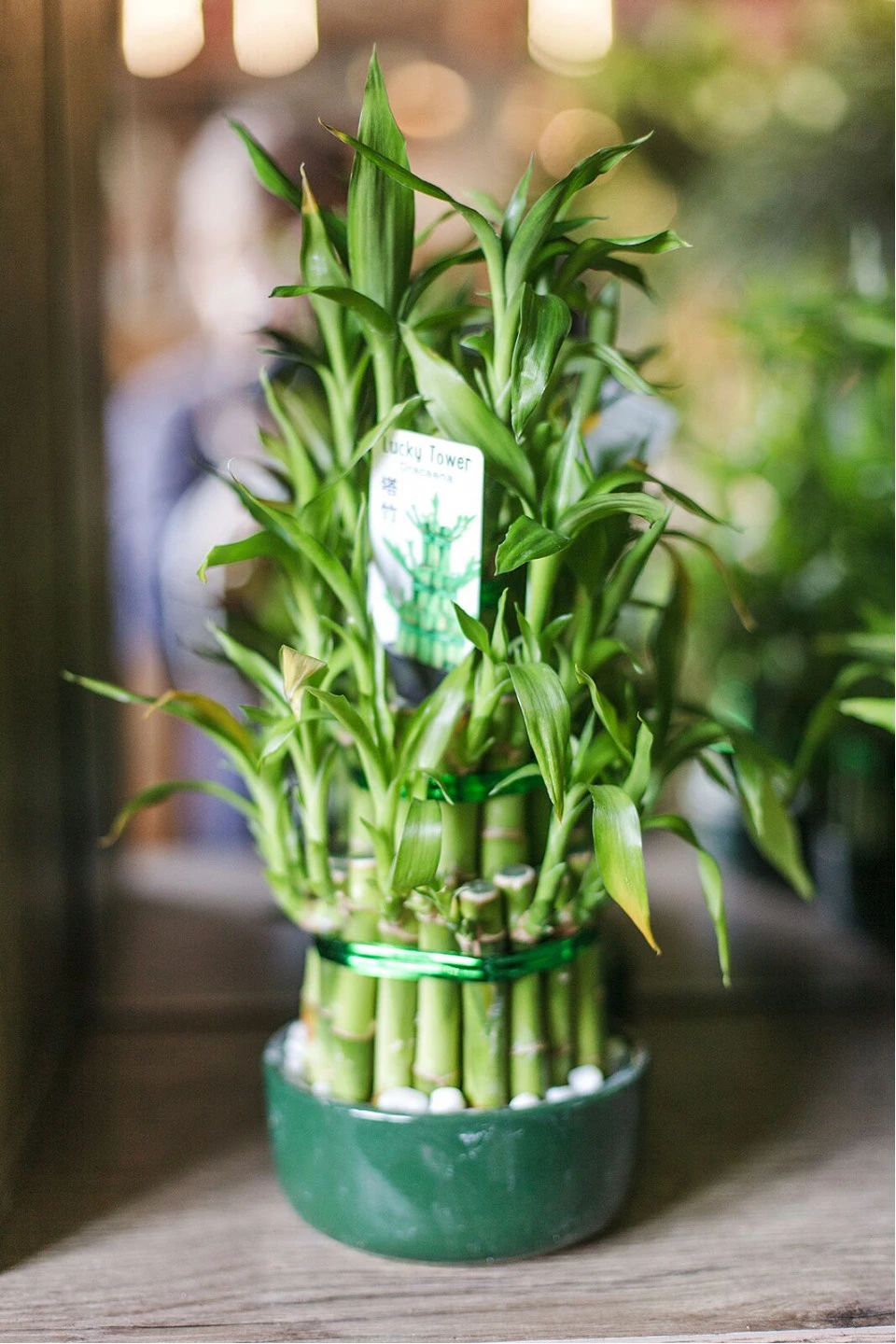 Драцена Бамбук (Dracaena sanderiana) 20 см - быстрая доставка в Минске