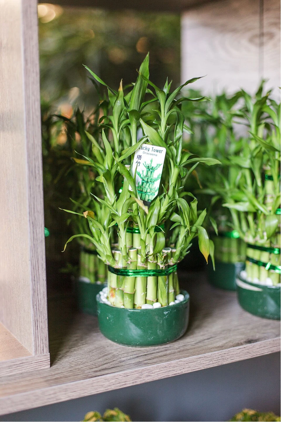 Драцена Бамбук (Dracaena sanderiana) 20 см - с добавлением зелени