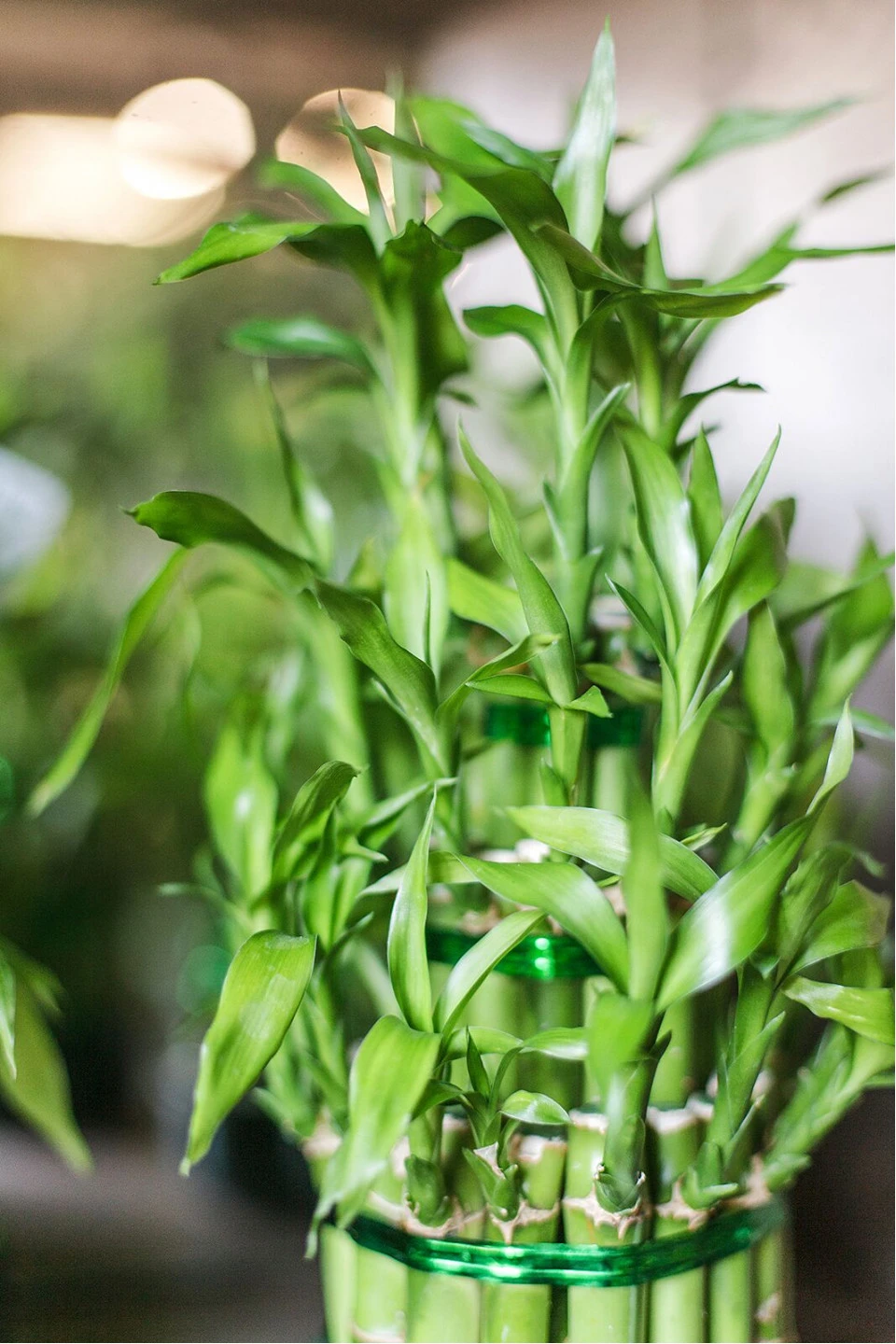 Драцена Бамбук (Dracaena sanderiana) 20 см - для женщины/молодой пары